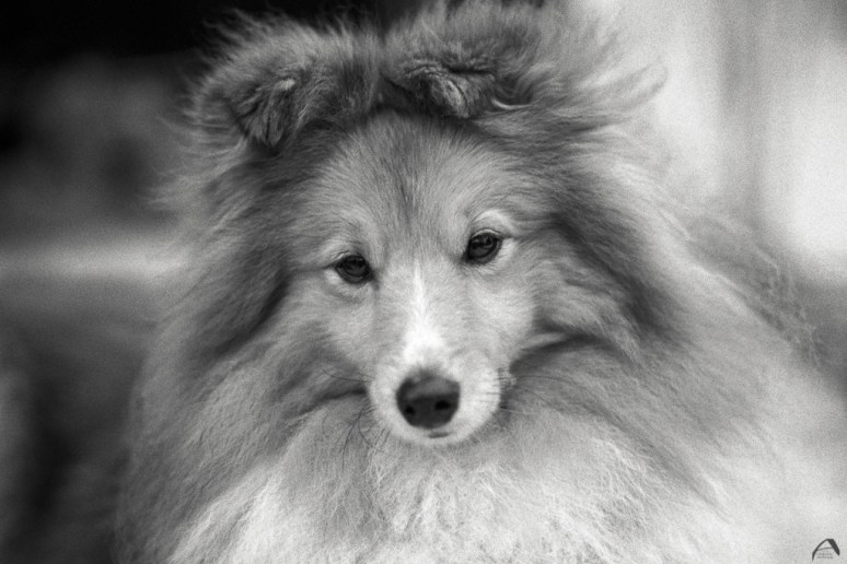 Olympus OM1n Zuiko for OM 85/2 JCH Street pan 400 Kodak HC 110B for 5 minutes Scanned with Braun FS120